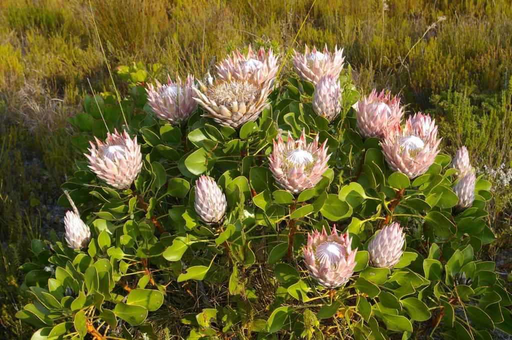 Grootbos Private Nature Reserve Gansbaai Esterno foto